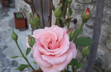 Il Fico di Cortona - Foto 17