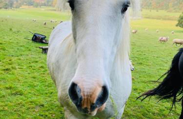 Hertford farm Woodland cabin pet friendly firepit bbq - Foto 24
