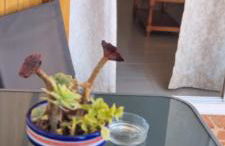 Las tres palmeras - Foto 21