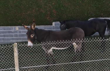 JARDIN DE CAMPAGNE - Foto 22