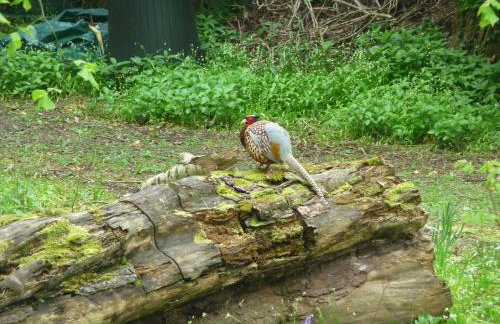 Doonbank Cottage Bothy - Foto 8