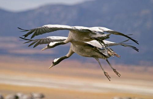 Aromas del Jiloca, la Trufa Negra - Foto 36