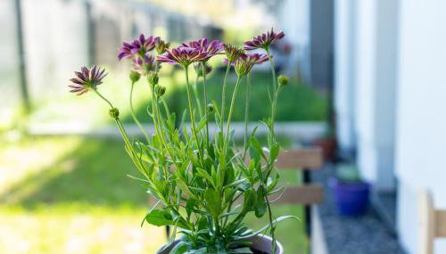 Komfortowy Apartament z ogródkiem - Foto 3, Garden