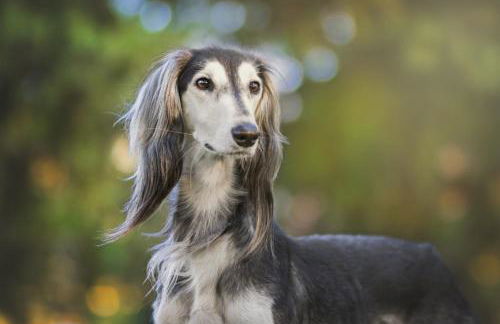 Luxury 4BR Log Cabin Near SIU & Wine Trail - Foto 33