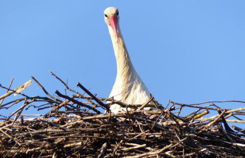 Zielony Domek Plutycze - Foto 37