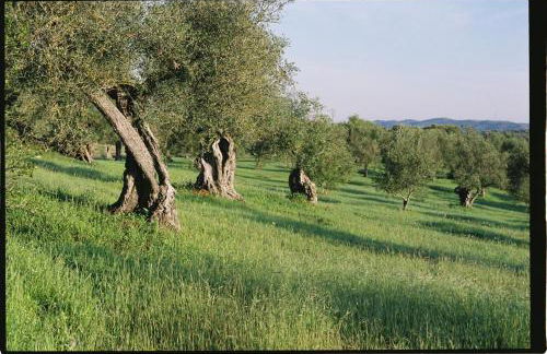 Horta de Torrejais - Foto 31