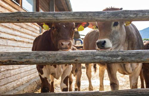 Oberhölzlhof - Foto 18