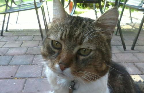 HummelCasa Ferienhaus Bayreuth - Foto 38