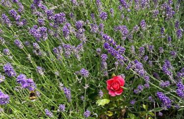 Apartment mit Wintergarten und Terrasse in ruhiger Lage im schönen Taunus - Foto 34