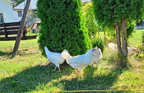 Świerkowe Siedlisko pokoje gościnne - Foto 25