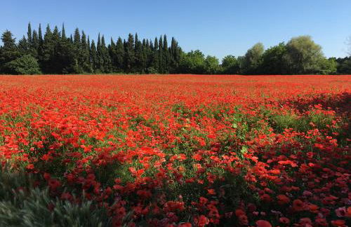 The Willow Tree - Photo 42