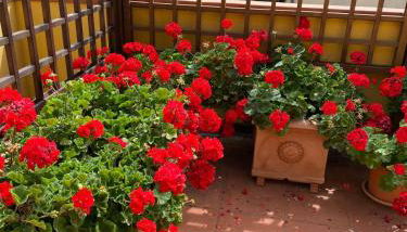 Casa Burano-Relax in Terrazza tra mare e natura - Foto 5
