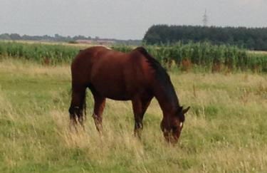 Haus Steffens - Photo 16