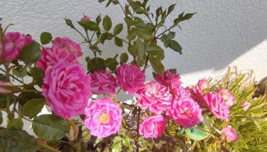 Ferienwohnung Rosa - b48939 - Foto 2