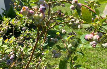 Agriturismo da Natalino - Foto 46