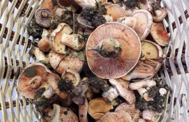 Casa Olivera- apartament al Passeig Font Vella - Foto 23