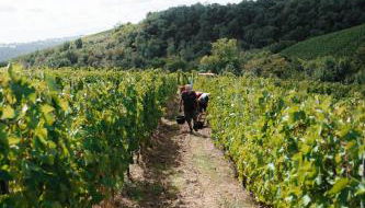 Gîte Clusel-Roch 6 personnes au cœur des Côte-Rôtie - Foto 2