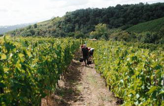 Gîte Clusel-Roch 6 personnes au cœur des Côte-Rôtie - Foto 2