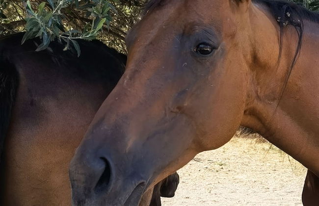 la corte degli ulivi - Foto 68