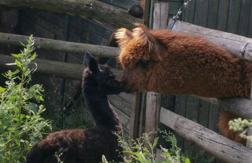 AZURIA agroturystyka - Foto 28
