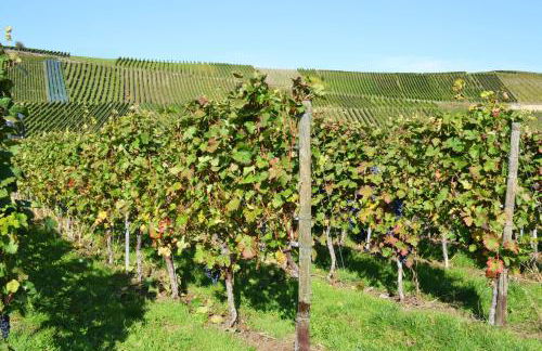 Weingut Mathy-Schanz - Foto 17
