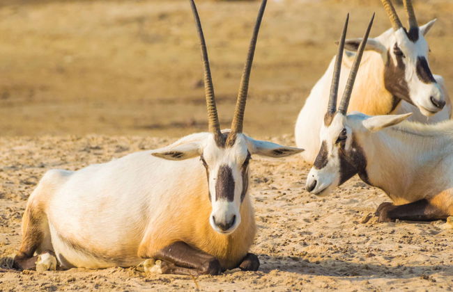Excursión privada al desierto de Sakhir - Foto 1