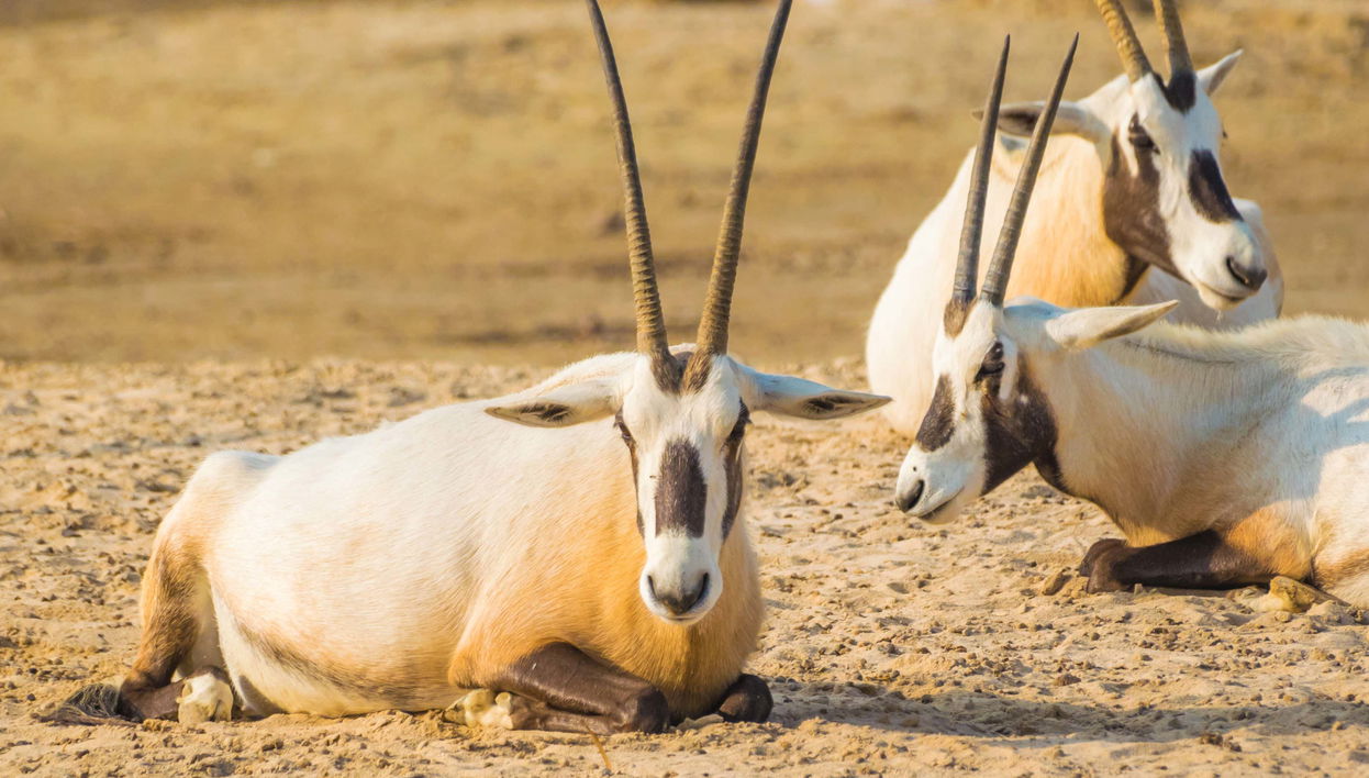 Excursión privada al desierto de Sakhir