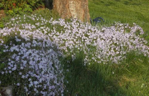 Ferienwohnung Neubert - Foto 13