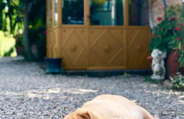 Villa La Lodola - Photo 17