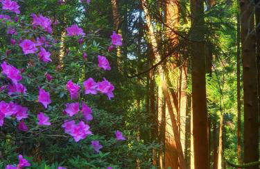 Azor International Apartment II - Foto 31