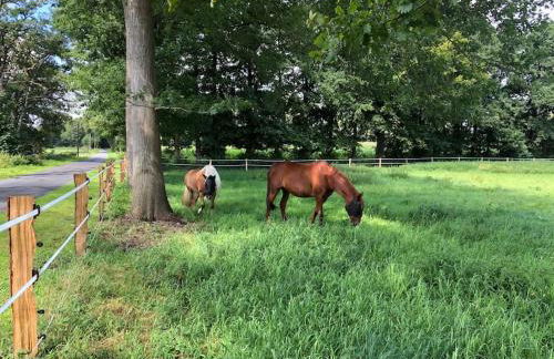 Ferienwohnung Friesenstube - Foto 46
