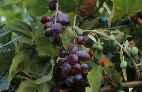 Casa Dos Livres - Foto 12