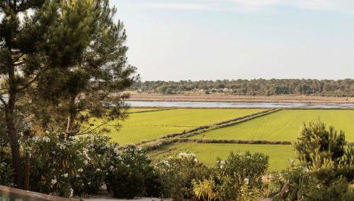 Campo de Arroz - Foto 3