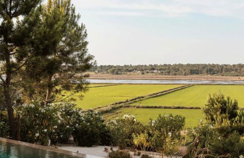 Campo de Arroz - Foto 3