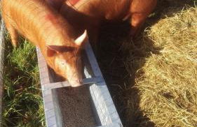 Dartmoor Reach Alpaca Farm - Foto 114