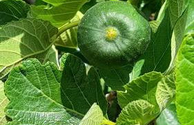 Masseria Ai Pioppi - Foto 60