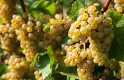 COBUE "Wine resort & Spa" - Foto 14