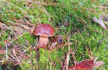 ,,Dom Na Skarpie'' z jacuzzi, sauną i basenem letnim - Foto 44