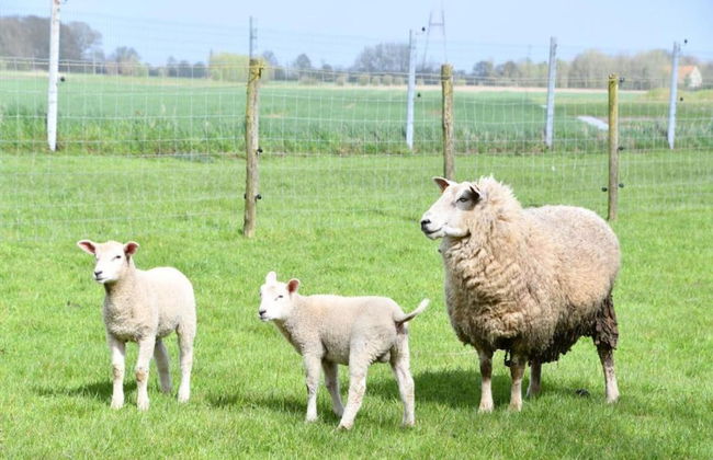 Apartment in Nieuwpoort Near Marina - Photo 21
