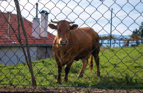 Casa dos Leões- Aldeia dos 4 abades - Foto 9