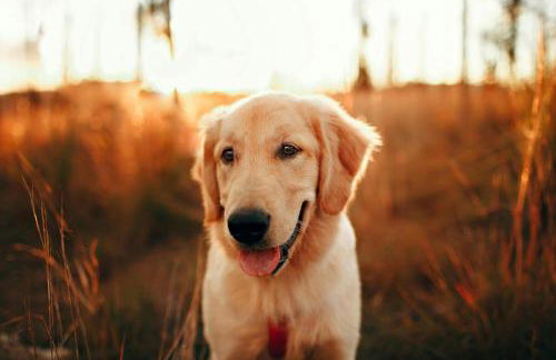 Ferienhof Schnurrum - Foto 16