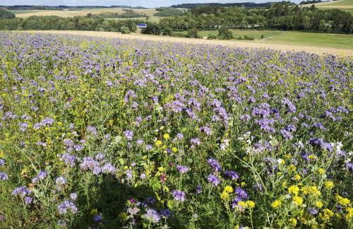 Ferienwohnung Maar-Idyll - Foto 37