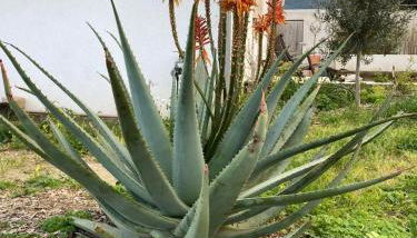 VILLA VUE MER sur la presqu'ile de GIENS - Foto 4