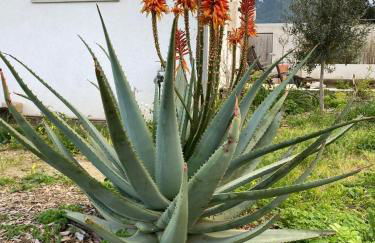 VILLA VUE MER sur la presqu'ile de GIENS - Foto 4