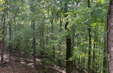 Turkey Creek Cabin Rentals #2 at Tims Ford lake - Foto 53