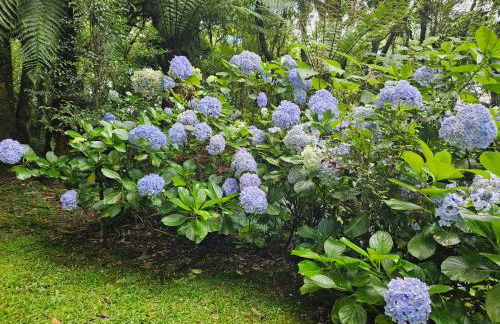 Cantinho das Oliveiras. - Foto 26