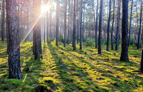 Tiny House am Waldrand - Foto 27