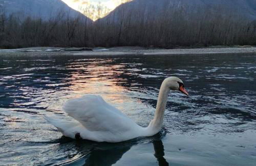 Il nido dei cigni - Foto 1