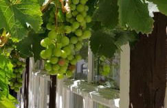 Gästewohnung Wasserzucht - Foto 9