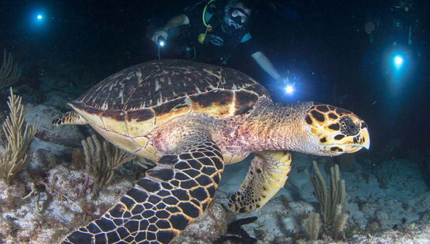 Admiring a sea turtle